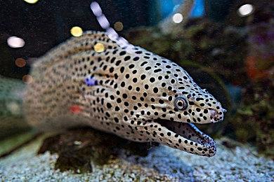 索尼公布2022年9月 日本北美地区PSN下载排名